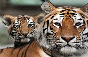 Ranthambore