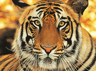 Best of Rajasthan - Photo 3